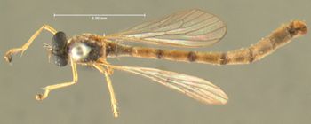Media type: image;   Entomology 12738 Aspect: habitus dorsal view